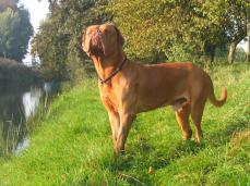 Bordeaux-Dogge - Dogue de Bordeaux